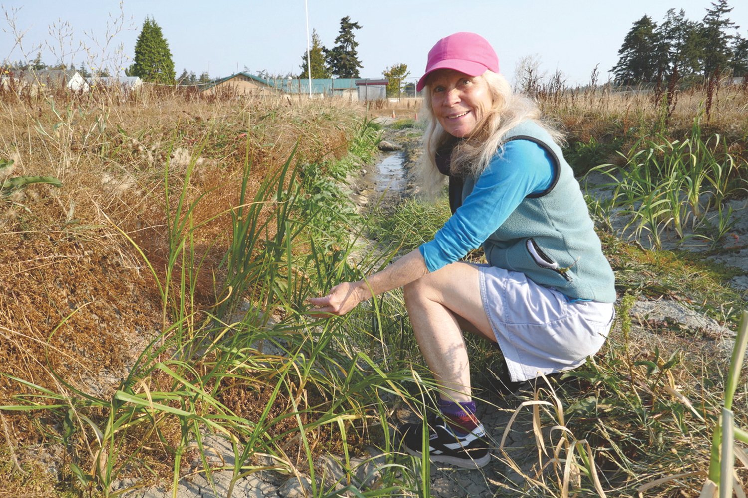 Dixie Llewellin in the trenches of The Dismal Bog with seacoast bulrush (Bolboschoenus 
maritimus), one of the many native plants taking root there.